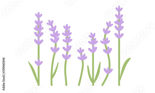 Lavender flowers with leaves. Flat design for poster or t-shirt. Vector illustration