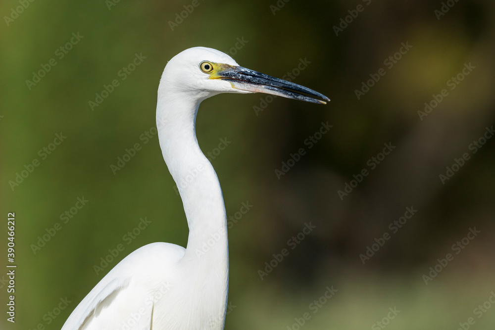 Little Egret Egretta garzetta Costa Ballena Cadiz Little Egret Egretta garzetta Costa Ballena Cadiz