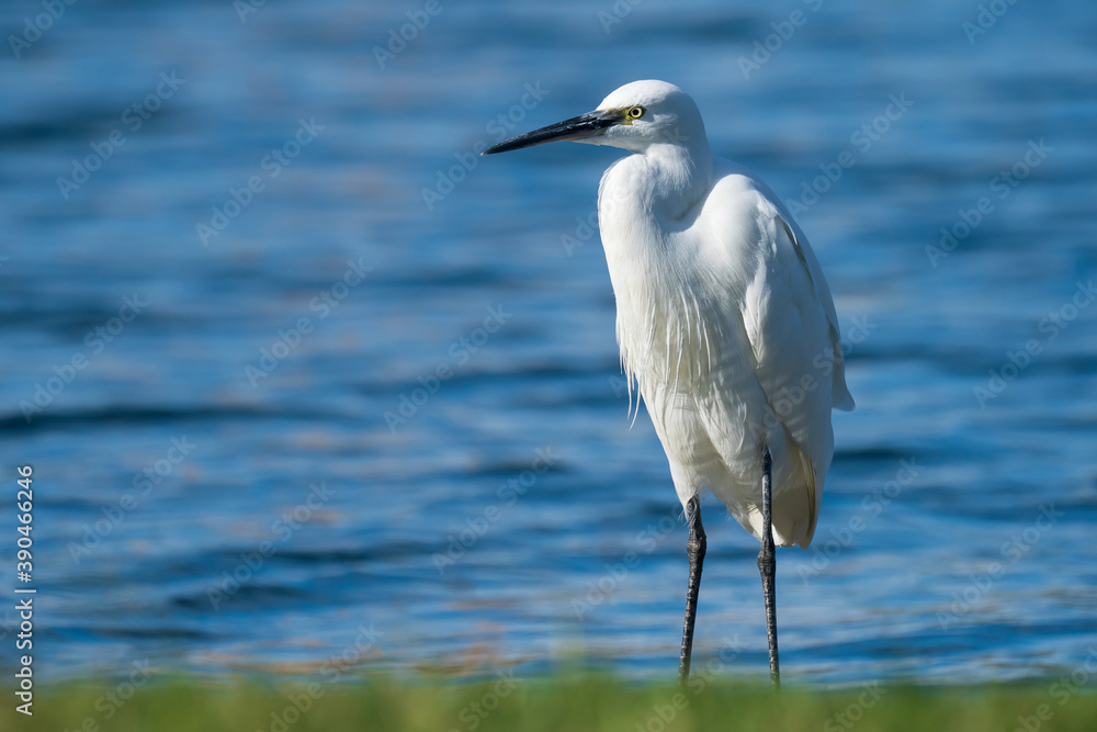 Fototapeta premium Little Egret Egretta garzetta Costa Ballena Cadiz