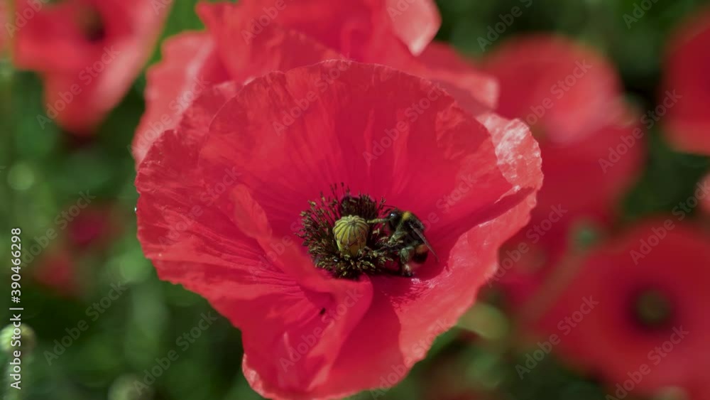 bee gathering honey on red flower bee gathering honey on red flower