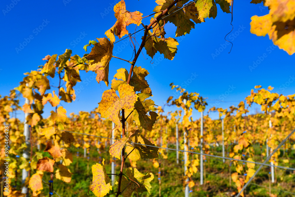 Grapevine plants with yellow leaves in autumn