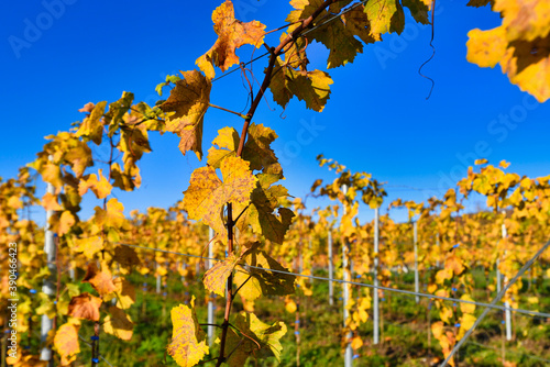 Grapevine plants with yellow leaves in autumn