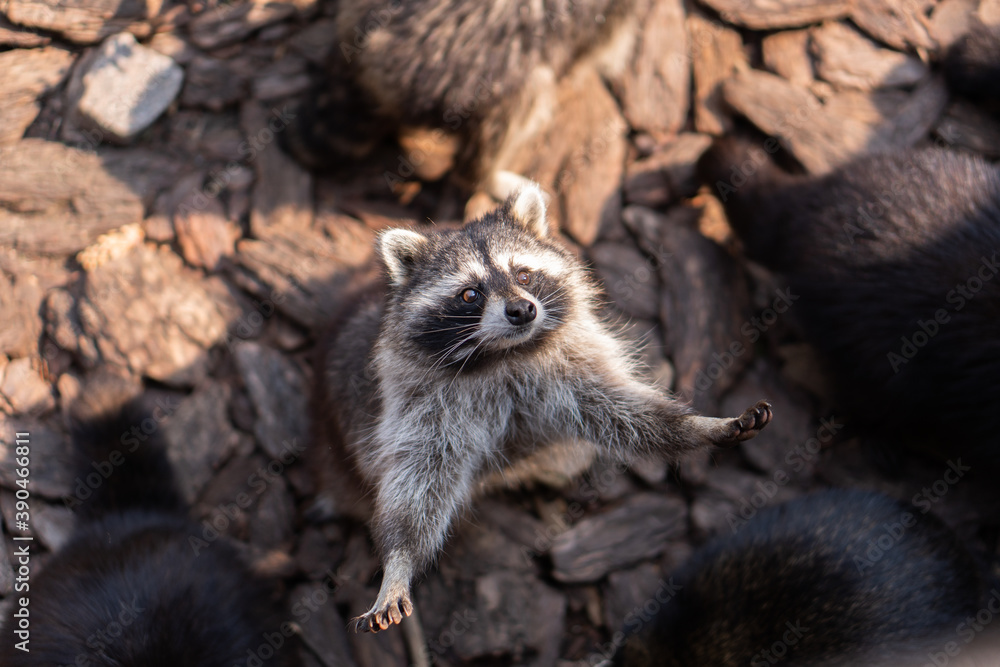 raccoon
raccoon