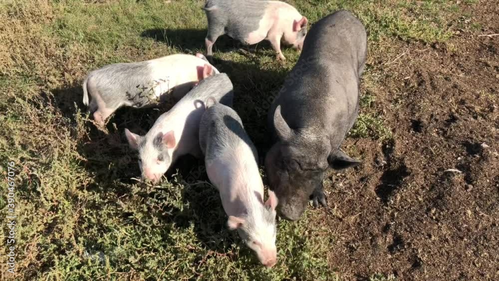 Domestic purebred pigs eat green grass on the farm. Domestic purebred pigs eat green grass on the farm.