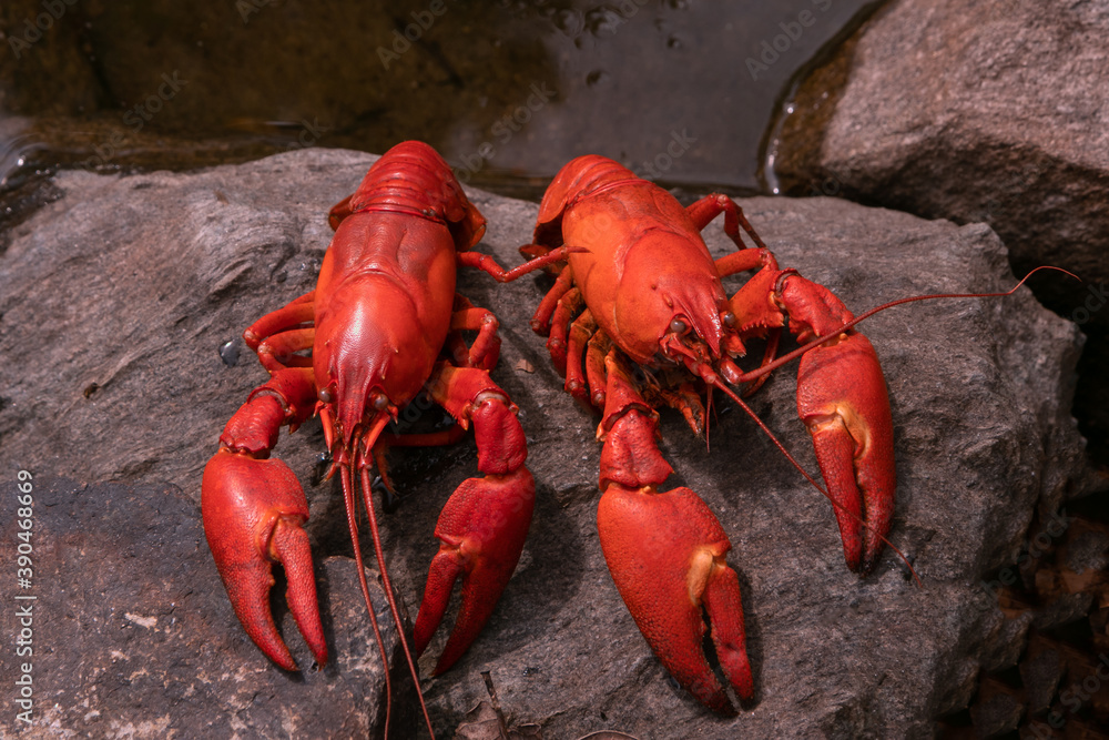 gekochte Signalkrebse mit intensiver roter Farbe