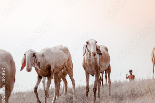 Flock of sheep at out of city. Sheeps in a meadow in the mountains. 