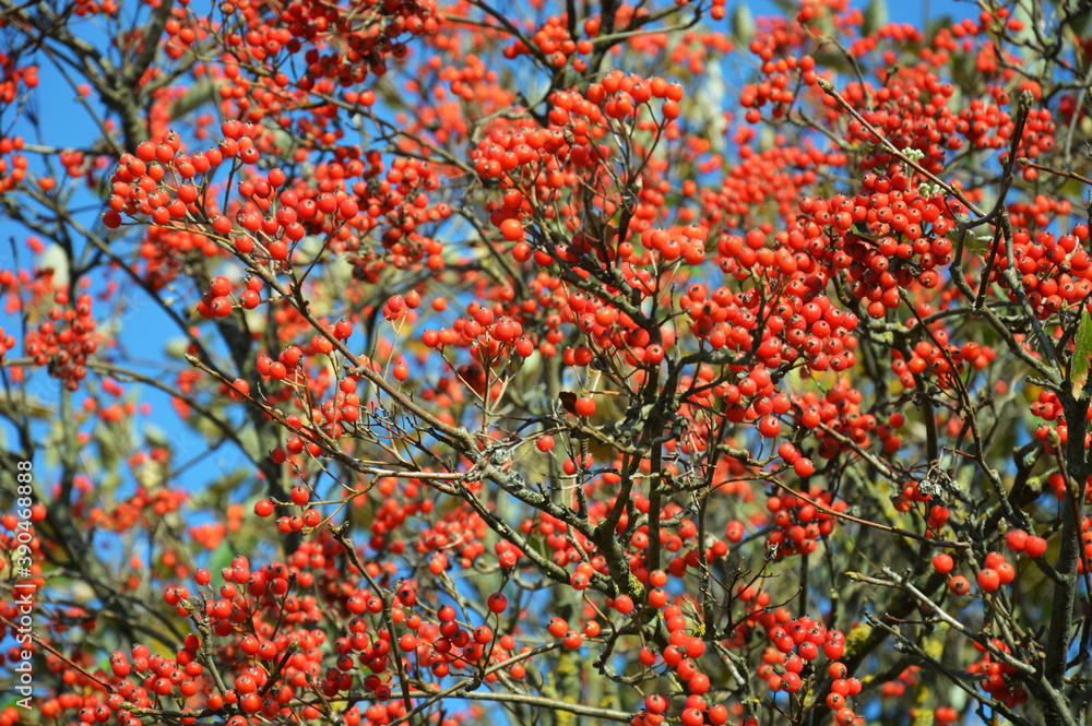 Rowan. red berry on a tree against a blue sky. background for the design.