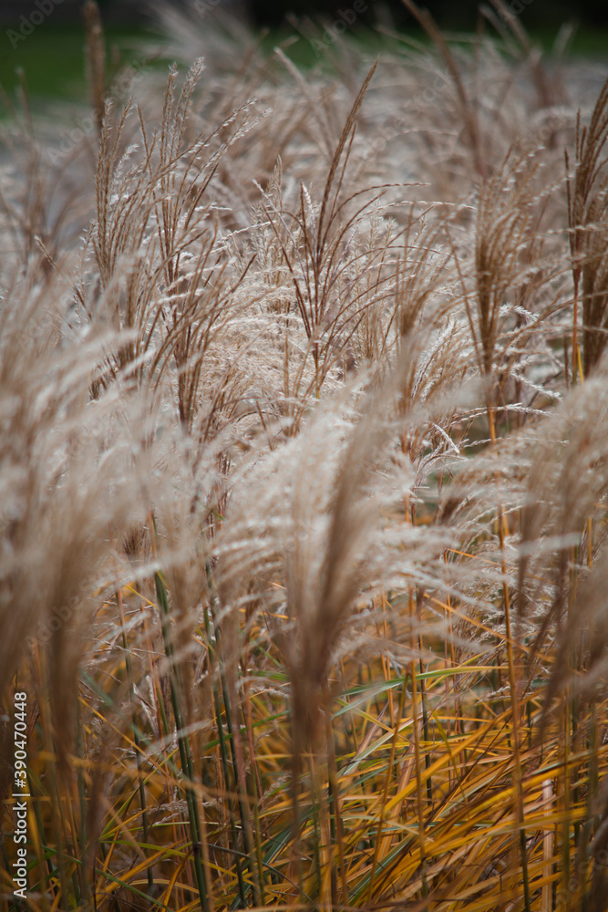 Fototapeta premium farmland