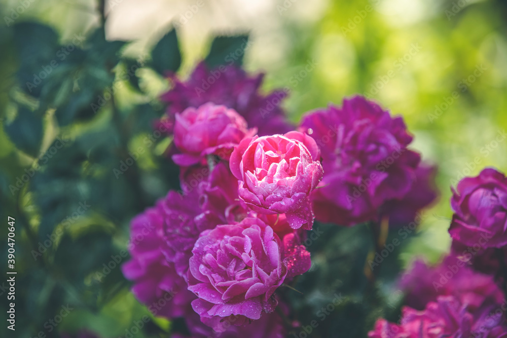 Beautiful many pink roses with water drops in autumn garden with amazing evening sunny light. Shallow depth of the field