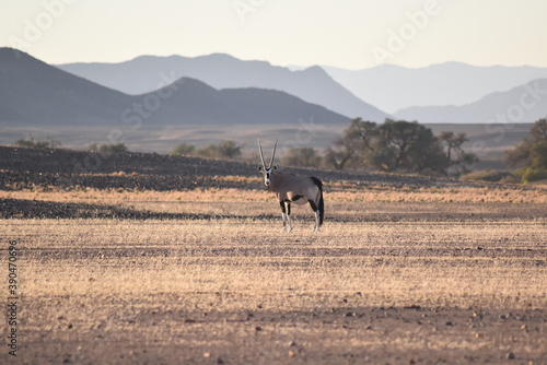Oryx Namibia 