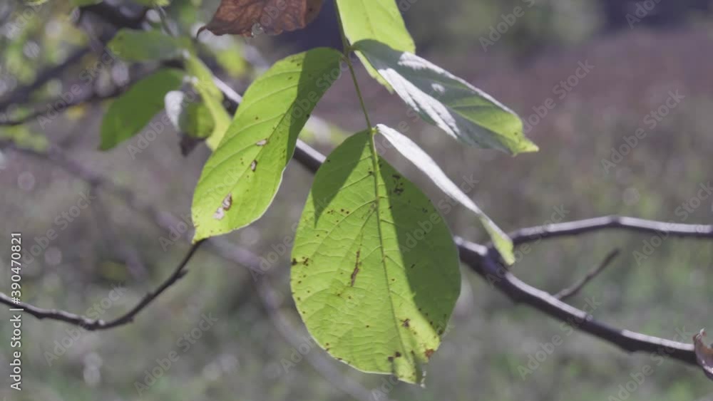 Green and yellow leaves on tree branches against the forest. The beginning of autumn in the forest. Forest background. Green and yellow leaves on tree branches against the forest. The beginning of autumn in the forest. Forest background.