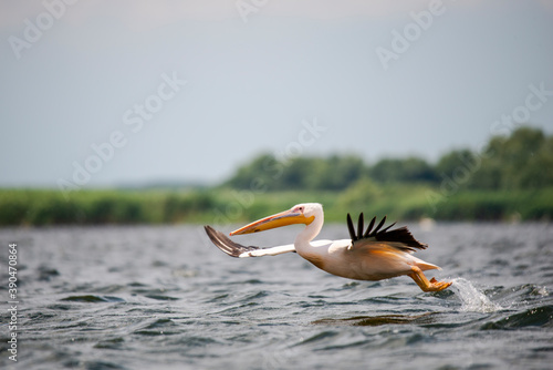 Wild pelican in Danube Delta