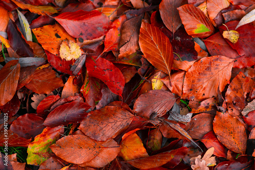 Vibrant red autumn leaves background  pattern. Fall season colours.