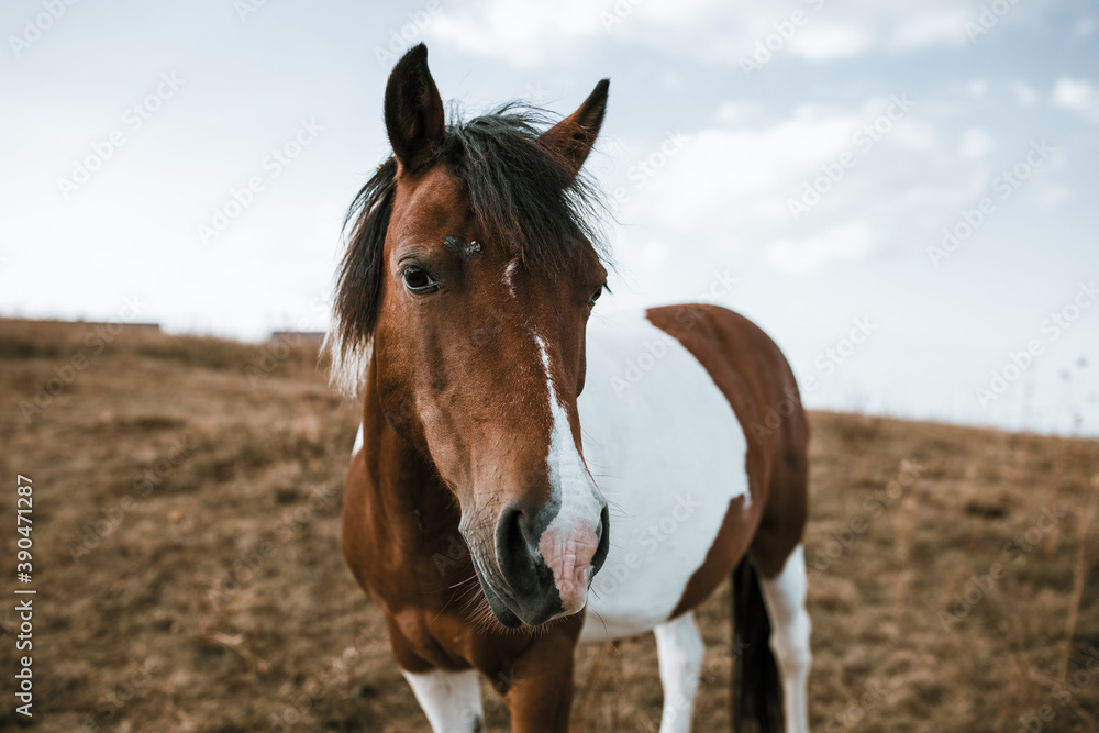 Horse on pasture. Portrait of young beautiful horse eating grass. Horse on pasture. Portrait of young beautiful horse eating grass.