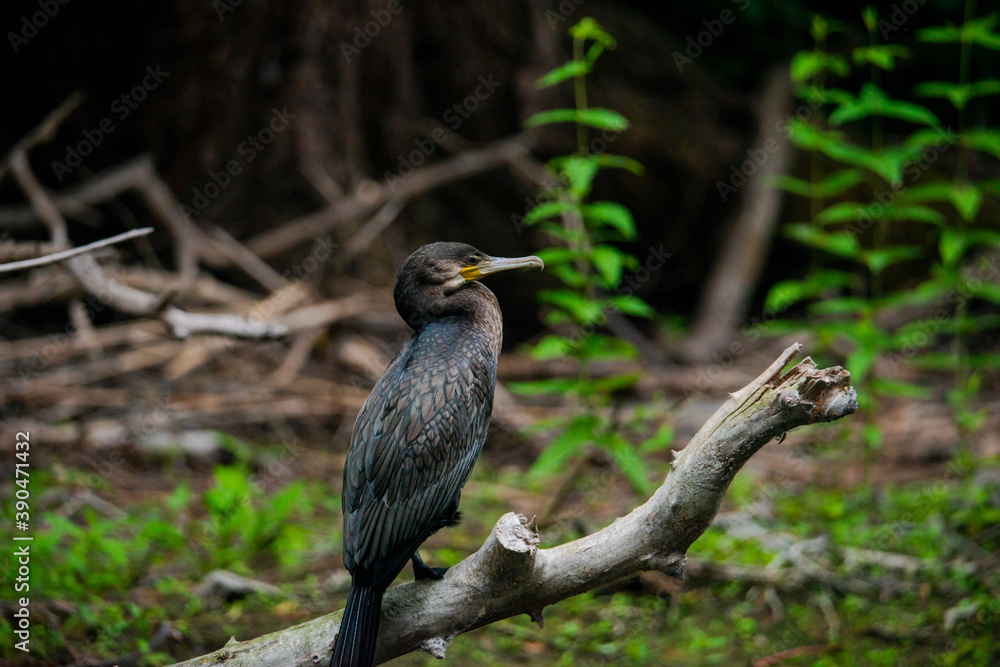 Fototapeta premium Wild birds in Danube Delta