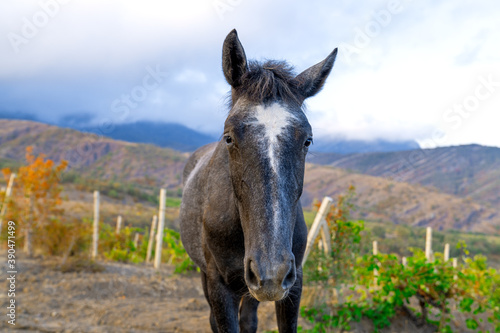 Black horse close up image in grapeyard in mountains