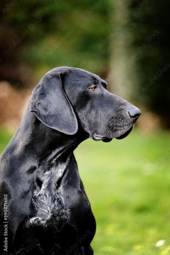 chien noir portrait