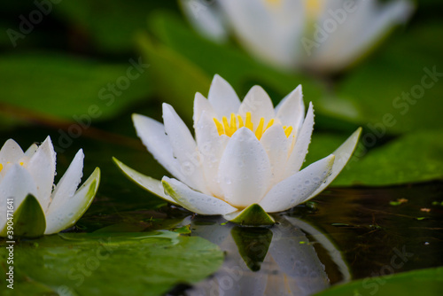 Water lilly flowers in the wild river