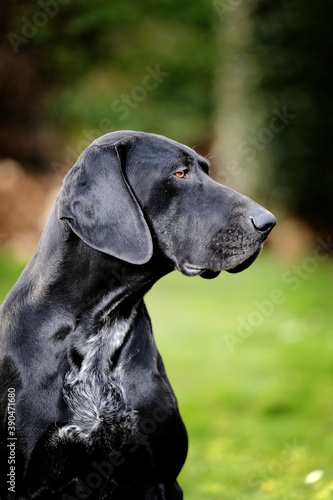 chien noir portrait