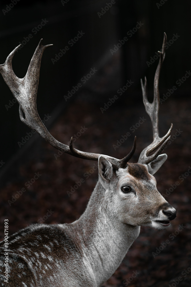 Beautiful portrait of a male fallow deer with huge horns, antlers on dark moody background. Close up of wild animal from the forest.