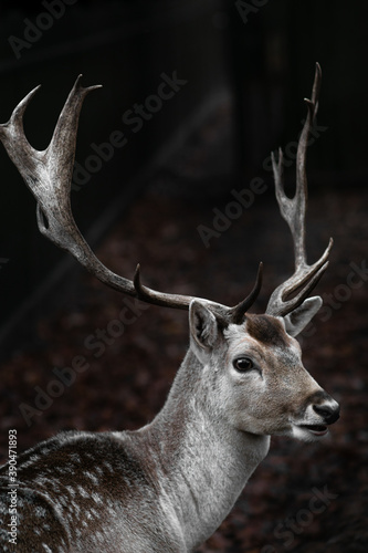 Beautiful portrait of a male fallow deer with huge horns, antlers on dark moody background. Close up of wild animal from the forest.
