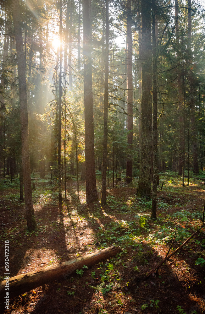 Fototapeta premium Cathedral Pines