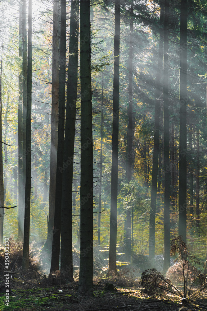 Fototapeta premium Słoneczny las o poranku