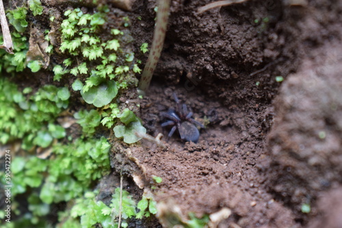 Amaurobius erberi spider, female photo