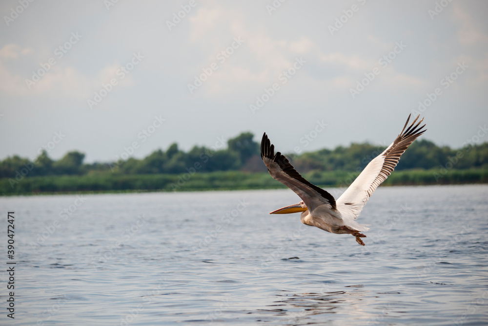 Naklejka premium Wild birds in Danube Delta, Romania