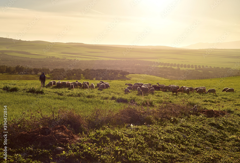 berger et ses moutons dans une plaine verte au coucher du soleil