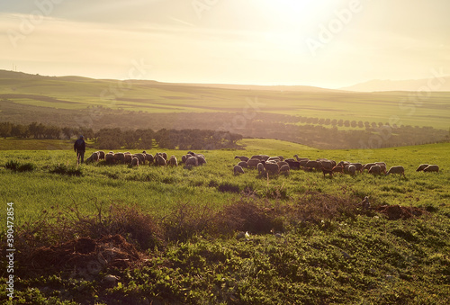 berger et ses moutons dans une plaine verte au coucher du soleil