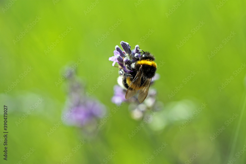 Hummel in den Lavendelblüten, Makroaufnahme Hummel in den Lavendelblüten, Makroaufnahme