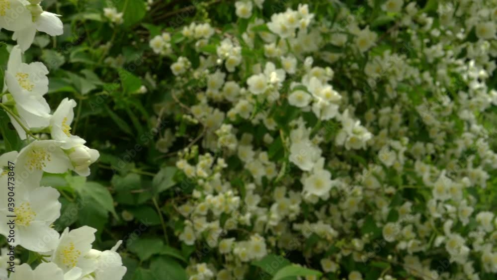 Branch Of Blooming White Flower Jasmine On Wind At Summer Day. Branch Of Blooming White Flower Jasmine On Wind At Summer Day.