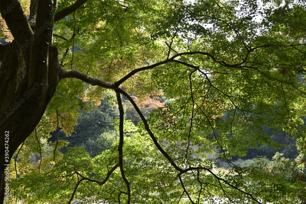 Fototapeta premium 2020年紅葉