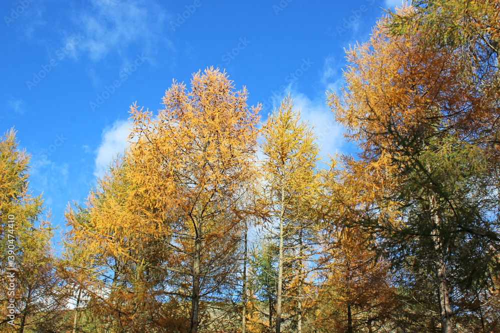 Trees in a wood in Autumn	