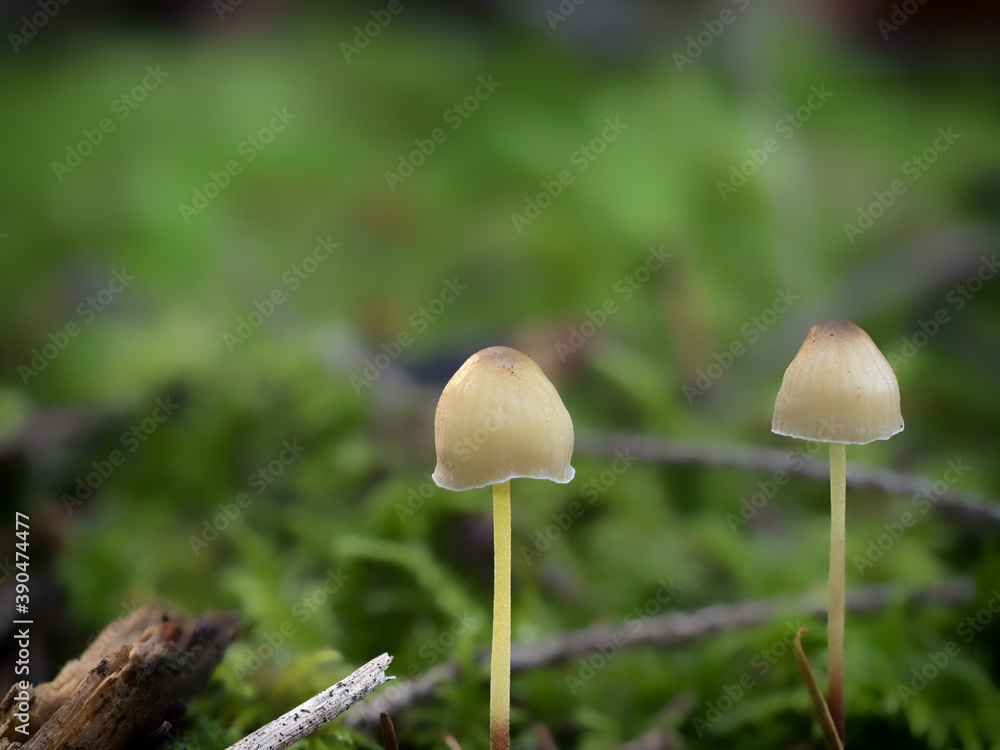 Mushroom Mushroom