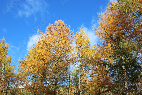 Trees in a wood in Autumn 