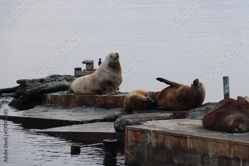 rookery of sea lions off the coast of Kamchatka