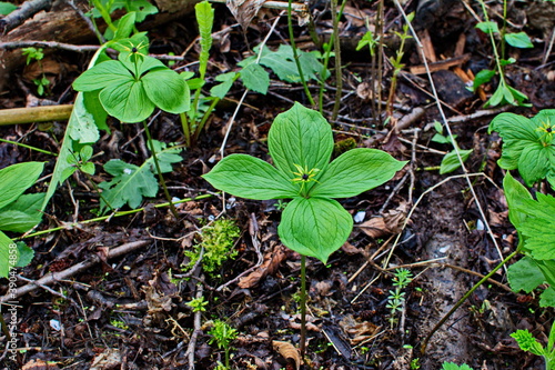 Herb Paris Berry - Paris quadrifolia Rare Woodland Plant photo