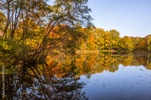 Autumn trees alley with colorful leaves in the park