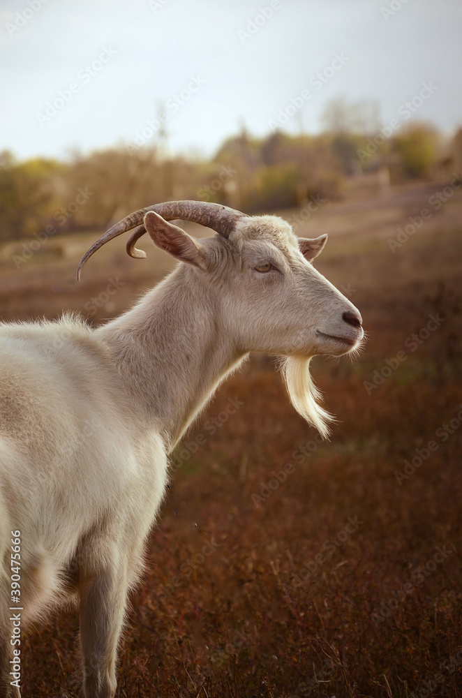 portrait of a goat