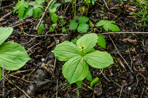 Herb Paris Berry - Paris quadrifolia Rare Woodland Plant photo