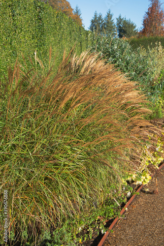 Принти на полотні Miscanthus sinensus adagio adding a golden autumn colour to the garden borders