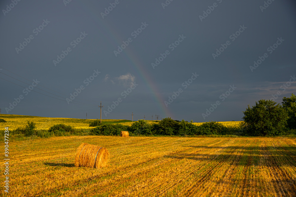 Landscape on the summer day on the field Landscape on the summer day on the field