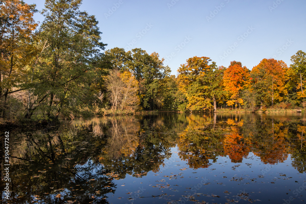Autumn trees alley with colorful leaves in the park Autumn trees alley with colorful leaves in the park