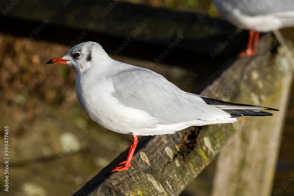 Young Black Headed Gull Perched on a Wooden Rail Young Black Headed Gull Perched on a Wooden Rail