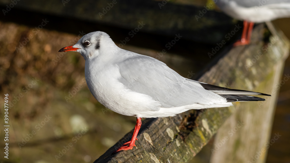 Young Black Headed Gull Perched on a Wooden Rail Young Black Headed Gull Perched on a Wooden Rail
