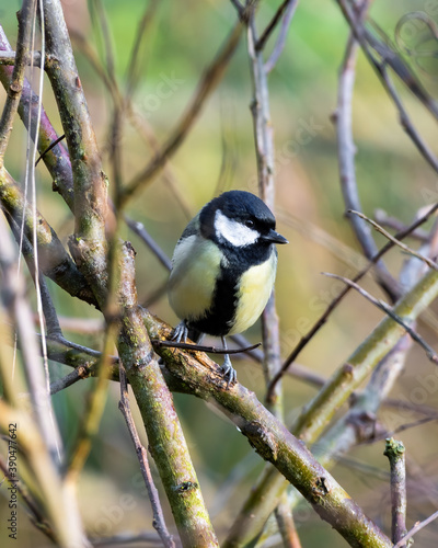 Great Tit Perched in a Tree