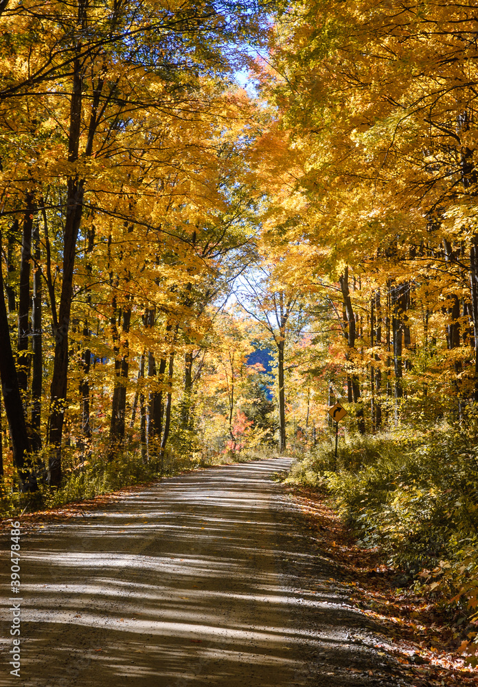 Autumn Dirt Road in the Allegheny National Forest