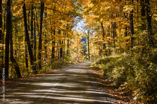 Autumn Dirt Road in the Allegheny National Forest © Zack Frank